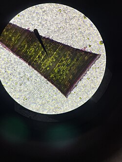 Cross section of a yellow foxtail leaf