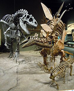 Adult and juvenile S. stenops mounted as if under attack from an Allosaurus fragilis, Denver Museum of Nature and Science