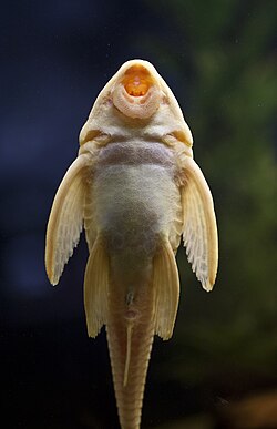 A Plecostomus uses its mouth, shaped like a suction-cup, to attach itself to surfaces and scrape off algae.