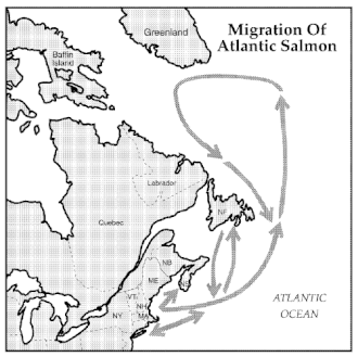 Ocean migration of Atlantic salmon[9]
