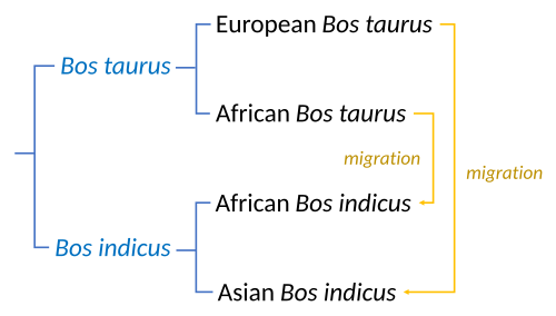 Cattle phylogeny and migrations involve two major species, at least two domestications, and migrations between these.[72]