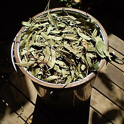 Leaves of Eucalyptus olida being packed into a steam distillation unit to gather its essential oil