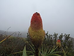 Kniphofia northiae