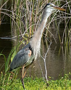 Neck fully extended, while swallowing a brown water snake