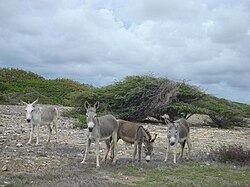 A donkey colony