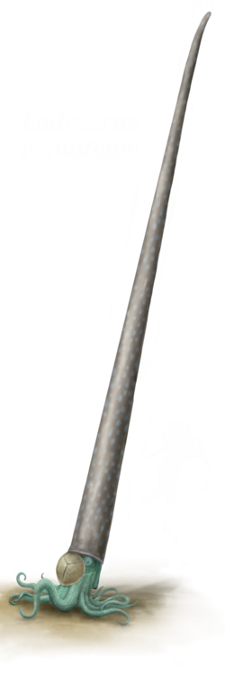 Endoceras, one of the largest predators of the Ordovician