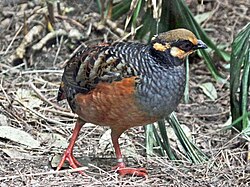 Chestnut-bellied partridge.