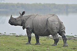 The Indian rhinoceros (Rhinoceros unicornis) is a monotypic species.