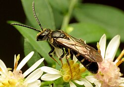 Lasioglossum sp. male