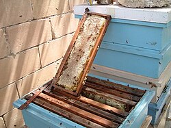 Sealed frame of honey