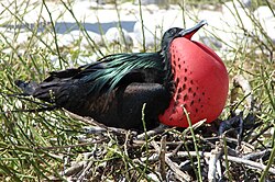 A male great frigatebird (Fregata minor) nesting on Genovesa in the Galapagos.