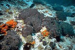 Spongia officinalis, "the kitchen sponge", is dark grey when alive.