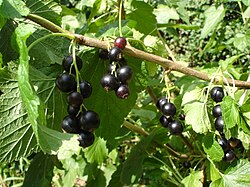 Blackcurrant (Ribes nigrum)