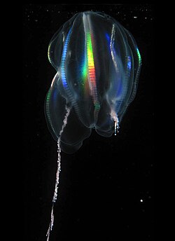 Light diffracting along the comb rows of a Mertensia ovum, left tentacle deployed, right tentacle retracted