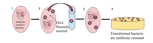 Before it is transformed, a bacterium is susceptible to antibiotics. A plasmid can be inserted when the bacteria is under stress, and be incorporated into the bacterial DNA creating antibiotic resistance. When the plasmids are prepared they are inserted into the bacterial cell by either making pores in the plasma membrane with temperature extremes and chemical treatments, or making it semi permeable through the process of electrophoresis, in which electric currents create the holes in the membrane. After conditions return to normal the holes in the membrane close and the plasmids are trapped inside the bacteria where they become part of the genetic material and their genes are expressed by the bacteria.