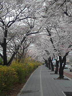 Cherry blossom festival