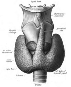 Clear pyramidal lobe (center) as viewed from the front
