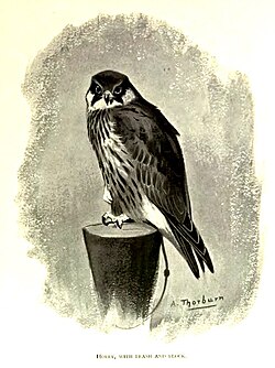 A hobby