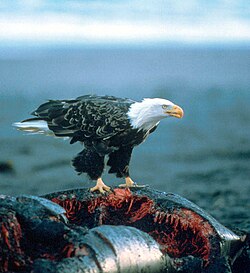A bald eagle on a whale carcass