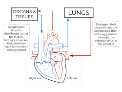 Diagram of the human heart showing blood oxygenation to the pulmonary and systemic circulation