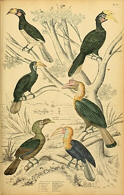 Illustration of Hornbills, c.1835-1840