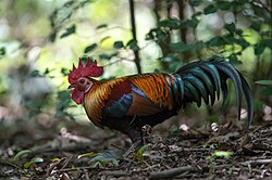Red junglefowl, the wild ancestor of the chicken