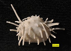 Productid brachiopod ventral valve; Roadian, Guadalupian (Middle Permian); Glass Mountains, Texas