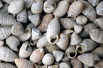 Cerion shells from San Salvador Island, the Bahamas