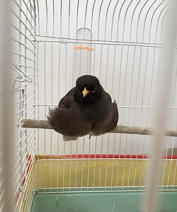 A Common Myna in cage