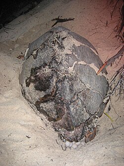 A female hawksbill turtle laying eggs on beach at Mona island, Puerto Rico