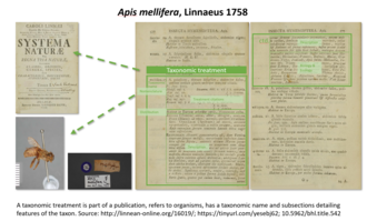 Taxonomic treatment of Apis mellifera, Linnaeus 1758