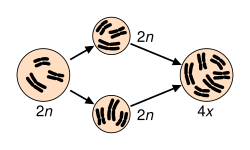 Speciation via polyploidy: A diploid cell undergoes failed meiosis, producing diploid gametes, which self-fertilize to produce a tetraploid zygote. In plants, this can effectively be a new species, reproductively isolated from its parents, and able to reproduce.