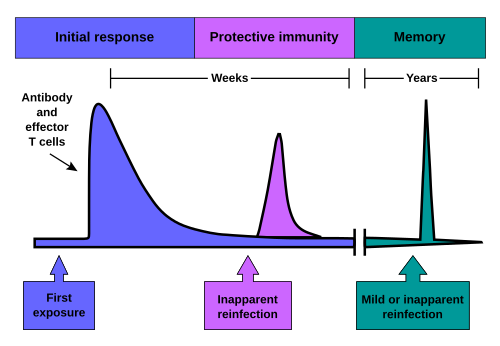 The time course of an immune response. Due to the formation of immunological memory, reinfection at later time points leads to a rapid increase in antibody production and effector T cell activity. These later infections can be mild or even unapparent.