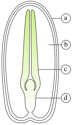 Diagram of the internal structure of a dicot seed and embryo: (a) seed coat, (b) endosperm, (c) cotyledon, (d) hypocotyl