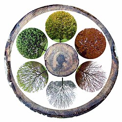 The six modern mid-latitude ecological seasons. From bottom, clockwise: prevernal, vernal, estival, serotinal, autumnal, hibernal