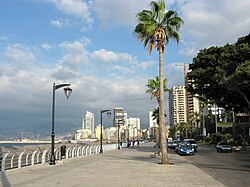Palm trees at the seafront