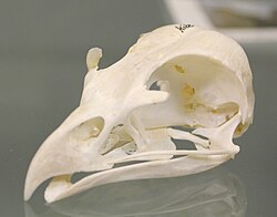 A red kite skull