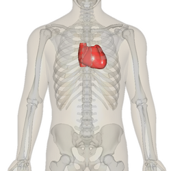 The human heart is in the middle of the thorax, with its apex pointing to the left.[14]