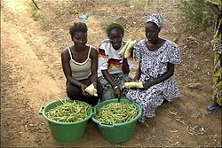 Cowpea vendors near Thies, Senegal