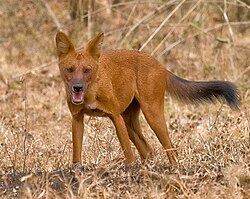 The dhole (Cuon alpinus), now restricted to the southern portions of Asia, was present from Iberia to Mexico during the Late Pleistocene
