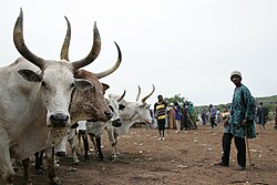 N'dama cattle in a livestock market in Mali