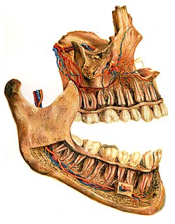 Human jaws viewed from the right