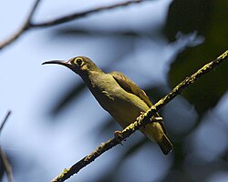 The spectacled spiderhunter is the largest species of sunbird