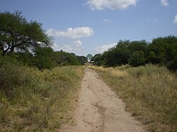 Path in La Pampa Province, lined with caldén.