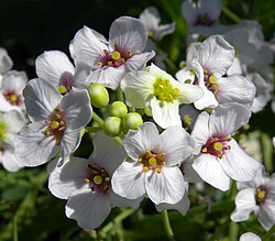 Crambe maritima flowers; Saaremaa, Estonia