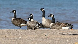 A mixed group of Canada geese and cackling geese