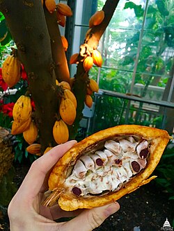 Fruit