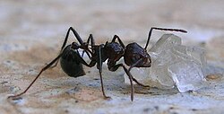 A Myrmicaria brunnea feeding on sugar crystals