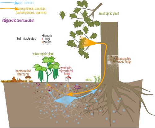 Nutrient exchanges and communication between a mycorrhizal fungus and plants