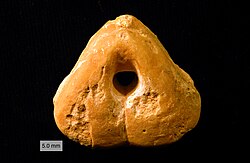 Pygites diphyoides (Orbigny, 1849) from the Hauterivian (Lower Cretaceous) of Cehegin, Murcia, Spain. This terebratulid is characterized by a central perforation through its valves.